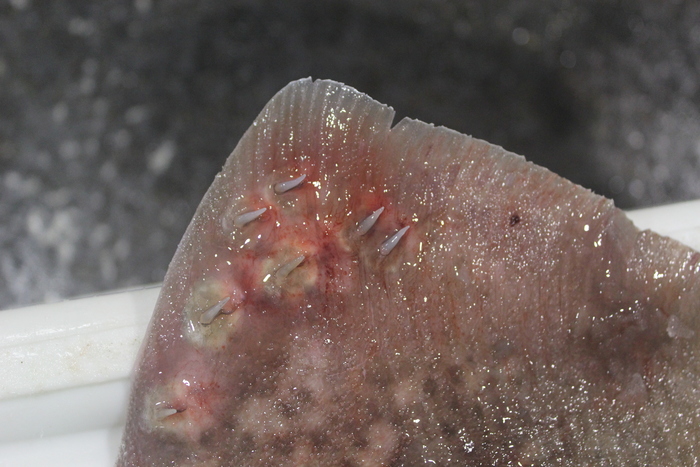 Thornback ray - Raja clavata Thornback ray - Raja clavata