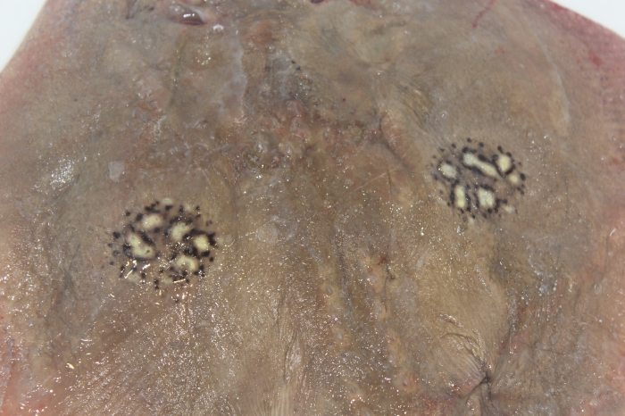 Cuckoo Ray - Leucoraja naevus 