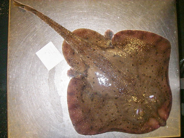 Leucoraja ocellata (winter skate) from northern Gulf of St. Lawrence Leucoraja ocellata (winter skate) from northern Gulf of St. Lawrence