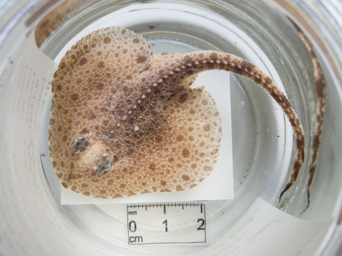 Rajella fyllae - round skate (juvenile) Rajella fyllae - round skate (juvenile)
