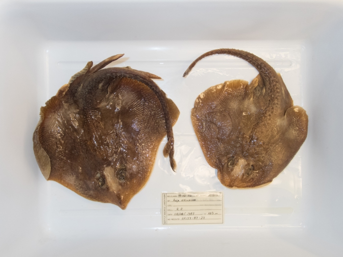 Rajella fyllae - pair of round skates from northern Gulf