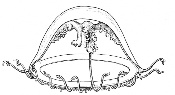 Laodicea fijiana from Kramp (1968) Laodicea fijiana from Kramp (1968)