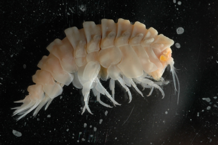 New amphipod species