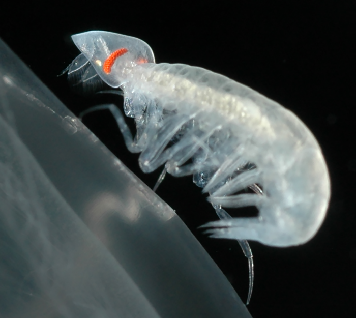Glossocephalus rebecae Zeidler & Browne, 2015 in vivo photograph of male from Monterey Bay region (36.60°N 127.37°W)