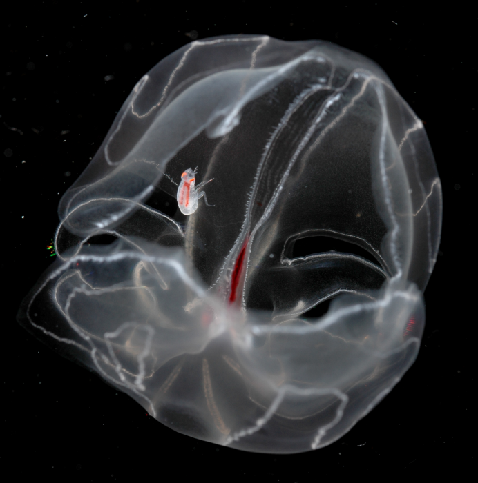 Glossocephalus rebecae Zeidler & Browne, 2015 in vivo photograph of holotype female on its host, the ctenophore Bathocyroe fosteri. 