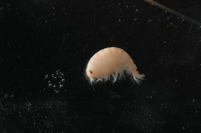 Amphipod