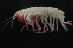 Epimeridae