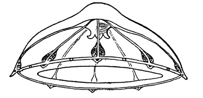Sminthea eurygaster from Kramp (1959) Sminthea eurygaster from Kramp (1959)