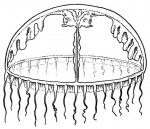 Mitrocomella frigida from Kramp (1959)