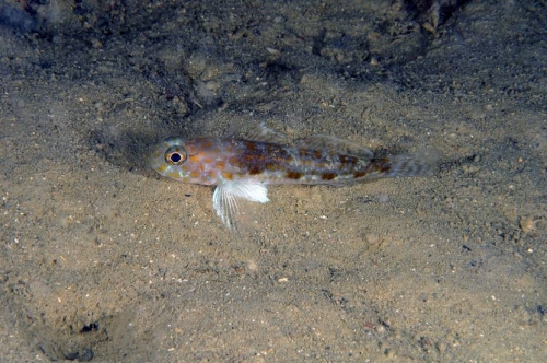 Thorogobius macrolepis