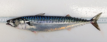 Scomber scombrus - Atlantic mackerel (adult)