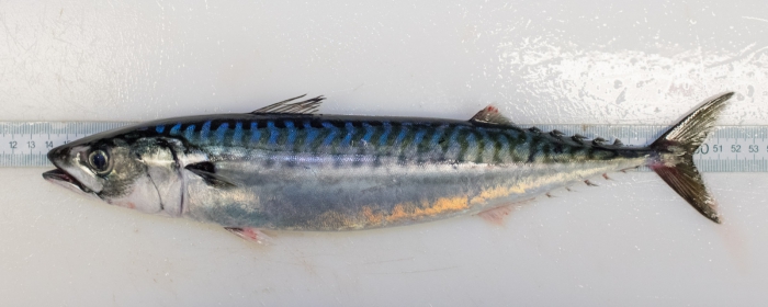 Scomber scombrus - Atlantic mackerel (adult)
