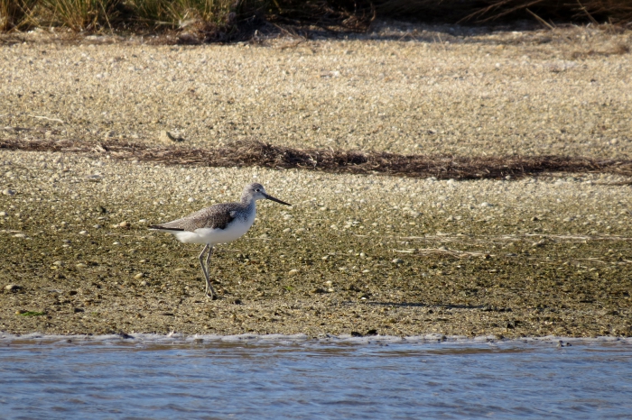 Common Greenshank (Tringa nebularia) Common Greenshank (Tringa nebularia)