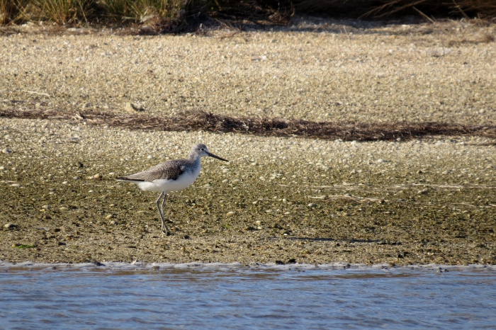 Common Greenshank (Tringa nebularia)