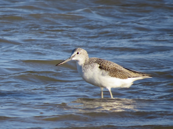 Common Greenshank (Tringa nebularia)