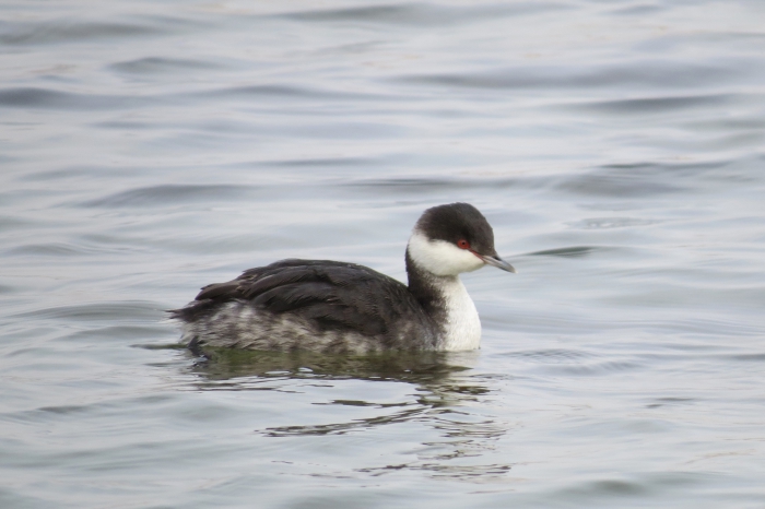 Slavonian Grebe in winter plumage. Slavonian Grebe in winter plumage.