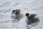 Black-necked Grebes in winter plumage.