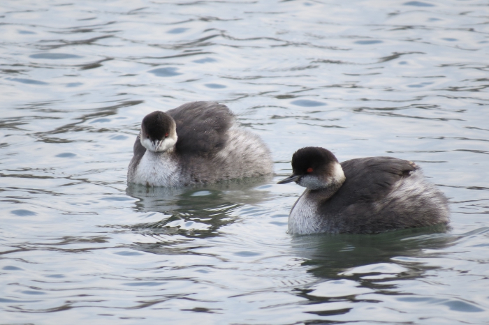 Black-necked Grebes in winter plumage. Black-necked Grebes in winter plumage.