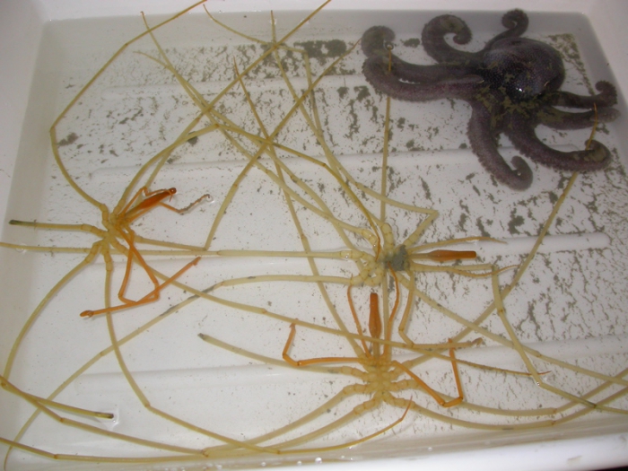 Colossendeis colossea and octopus Colossendeis colossea and octopus
