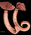 Polychaeta (bristle worms)