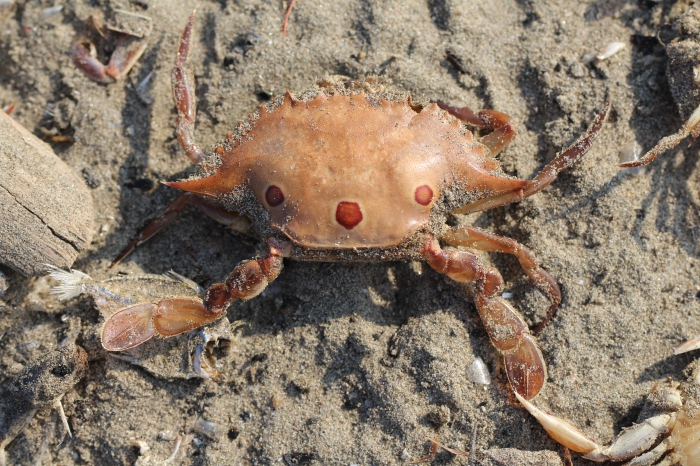 Portunus (Portunus) sanguinolentus (Herbst, 1783), Goa, India