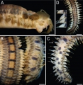 Polychaeta (bristle worms)