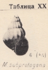 Mohrensternia subprotogena Zhizhchenko, 1936