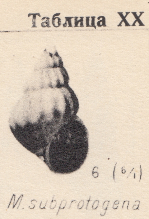 Mohrensternia subprotogena Zhizhchenko, 1936 Mohrensternia subprotogena Zhizhchenko, 1936