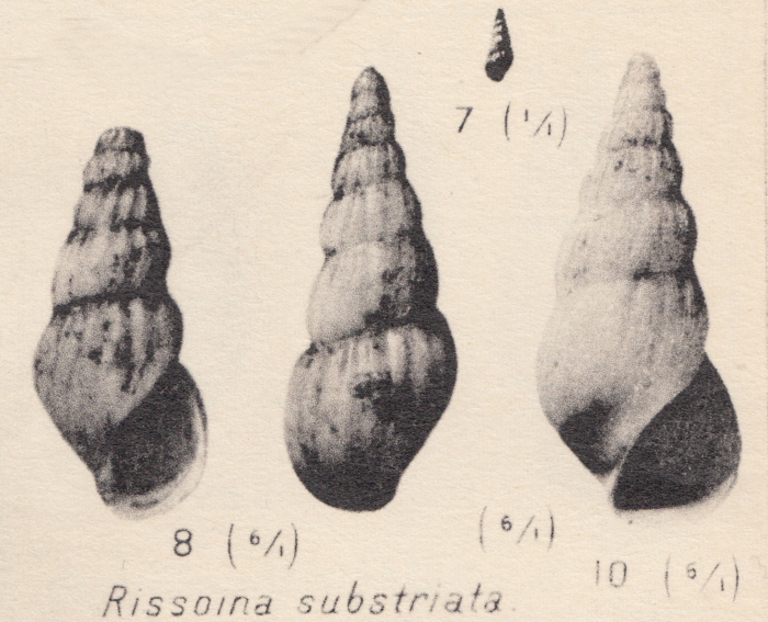 Rissoina substriata Zhizhchenko, 1936 Rissoina substriata Zhizhchenko, 1936