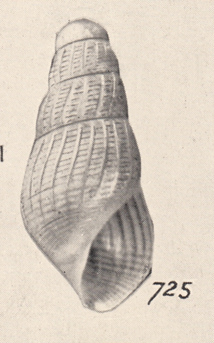 Turbonilla retusa Turton, 1932 Turbonilla retusa Turton, 1932