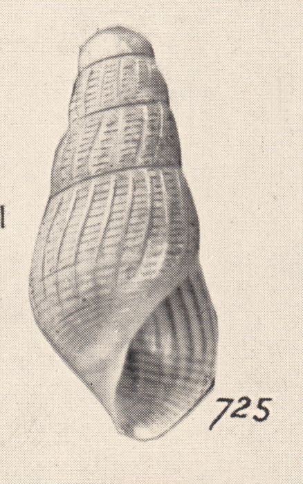 Turbonilla retusa Turton, 1932