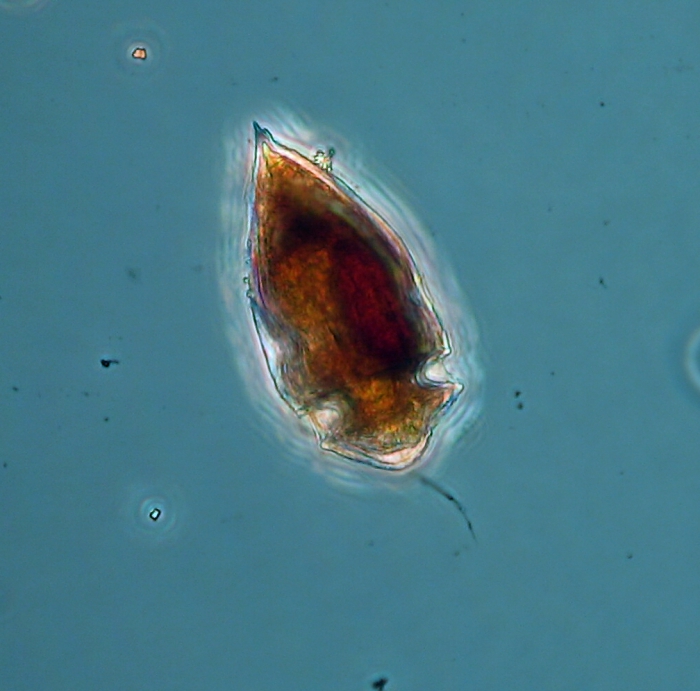 Oxytoxum constrictum Oxytoxum constrictum