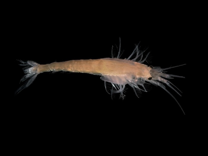 Opossum shrimp (Gastrosaccus spinifer) Opossum shrimp (Gastrosaccus spinifer)