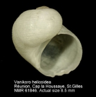 Vanikoro helicoidea