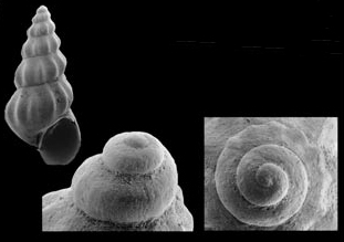 Mohrensternia waldhofensis Kowalke & Harzhauser, 2004