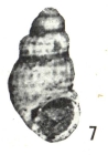 Alvania (Linemera) waimamakuensis (Laws, 1948)