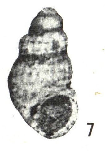 Alvania (Linemera) waimamakuensis (Laws, 1948) Alvania (Linemera) waimamakuensis (Laws, 1948)