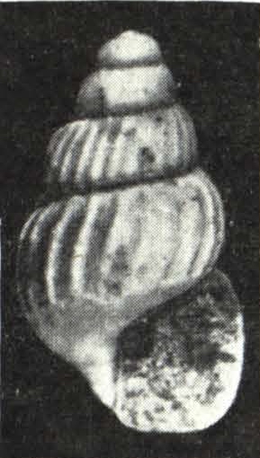 Haurakia chemnitzia Laws, 1948 Haurakia chemnitzia Laws, 1948