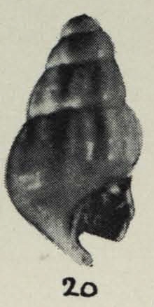 Linemera kaawaensis Laws, 1940 Linemera kaawaensis Laws, 1940
