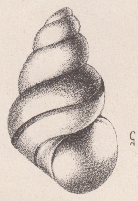 Rissoa polychroma De Folin, 1870