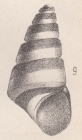 Rissoa anguliferens de Folin, 1870