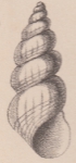 Rissoa gemmula P. Fischer in de Folin, 1869