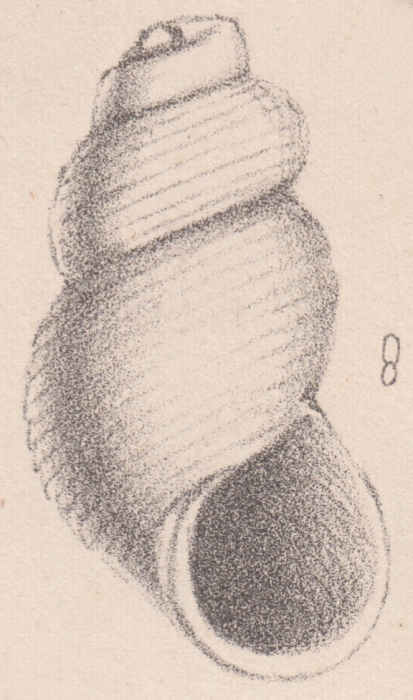 Rissoa semicarinata De Folin, 1870