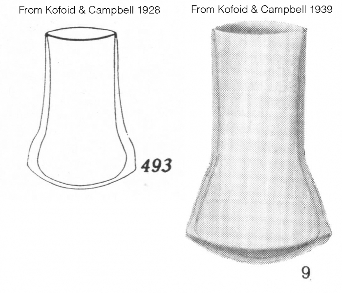 Amplecetellopsis angularis description drawings Amplecetellopsis angularis description drawings