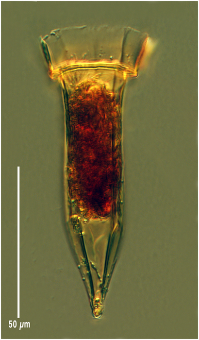 Ormosella haeckeli Ormosella haeckeli