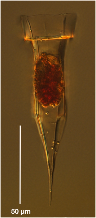 Ormosella apsteini Ormosella apsteini