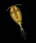 Acontiophorus scutatus