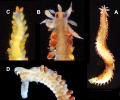 Polychaeta (bristle worms)