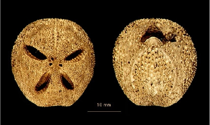 Abatus agassizii Abatus agassizii