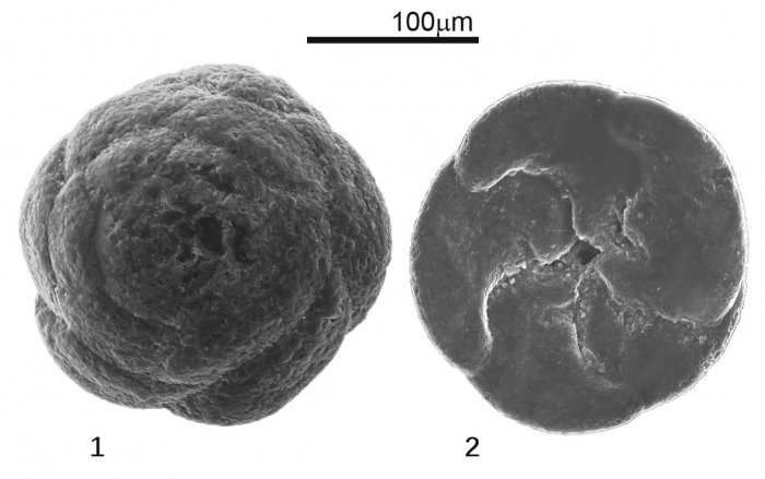 Lepidodeuterammina plymouthensis Brönnimann & Whittaker, 1990 